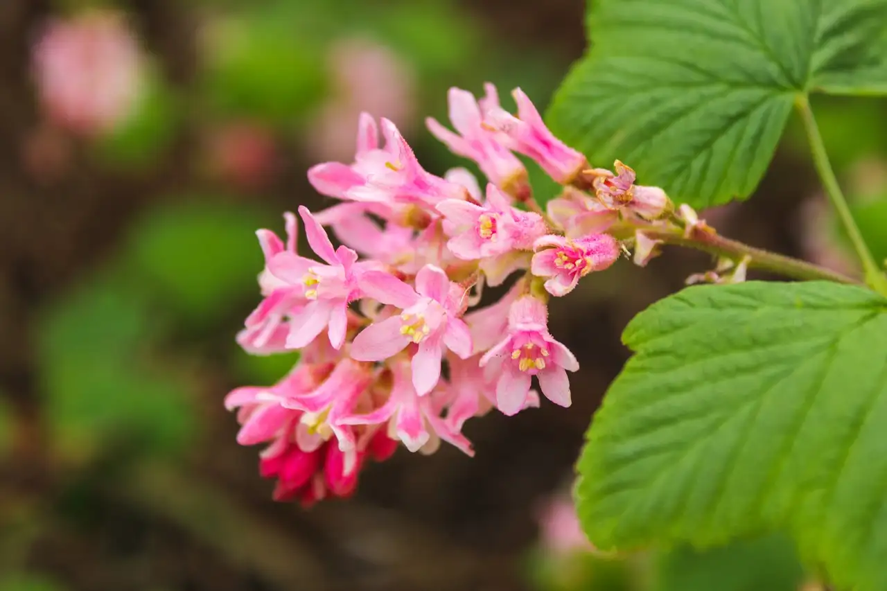 Blumenversand mit geschenk