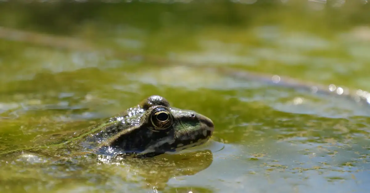 Tierisch Tolle Geschenke: Gutscheine für Tierliebhaber