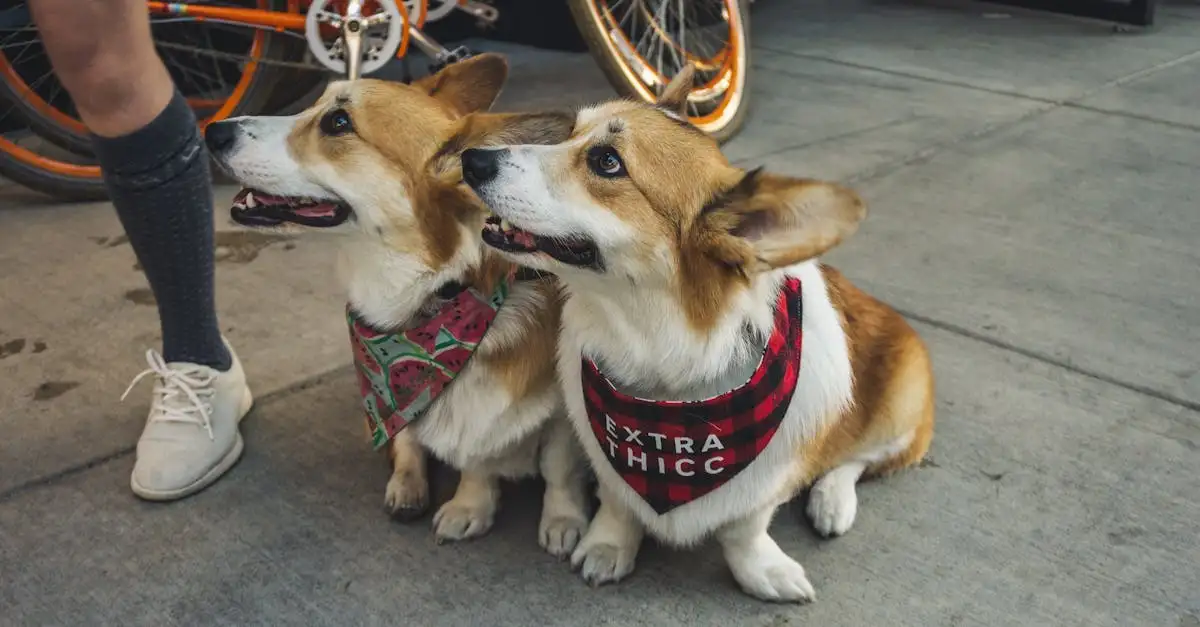 Hundezubehör geschenk