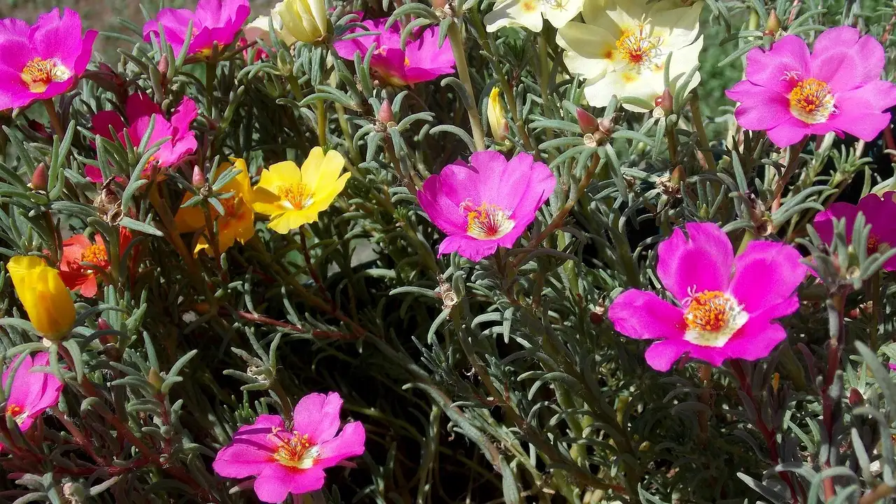 Schöne geschenke für gartenliebhaber